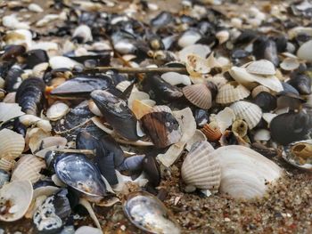 Full frame shot of seashells on beach