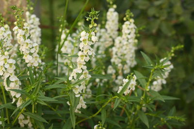Close-up of white flowering plant