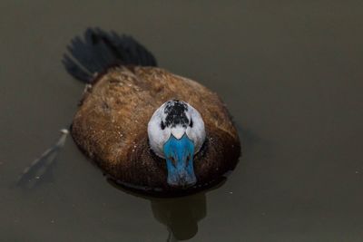 High angle view of bird in water