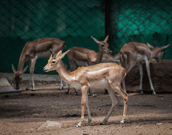 Close-up of deer