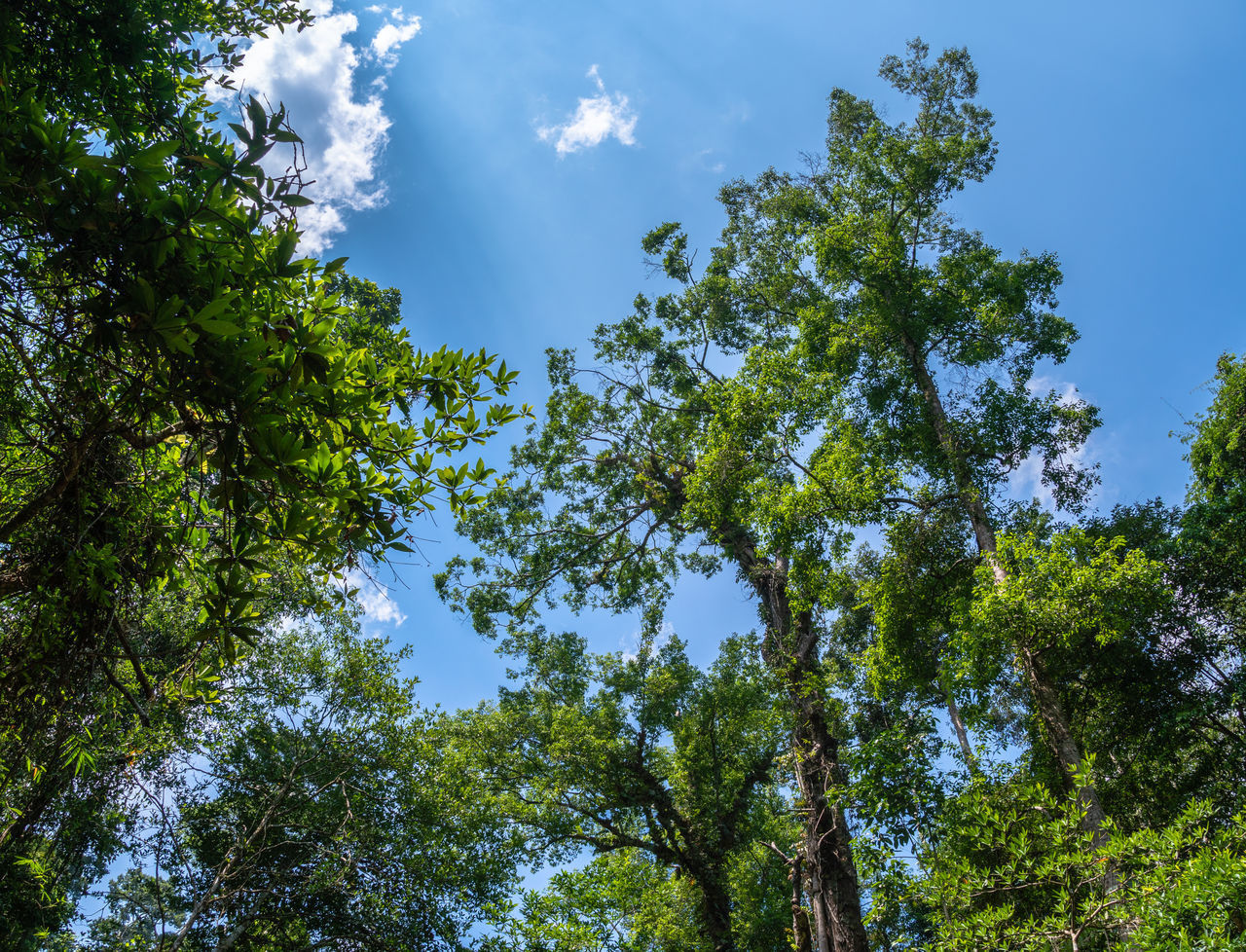 LOW ANGLE VIEW OF GREEN TREES AGAINST SKY