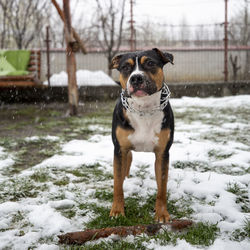 Dog on snow covered land