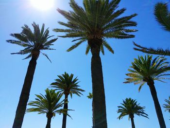 Low angle view of palm trees against clear blue sky