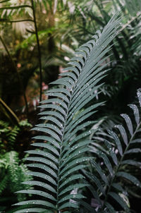 Close-up of palm trees