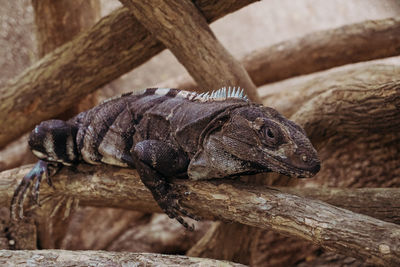 Close-up of lizard on wood