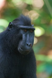 Close-up of monkey looking away