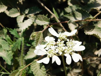 Close-up of white flowers