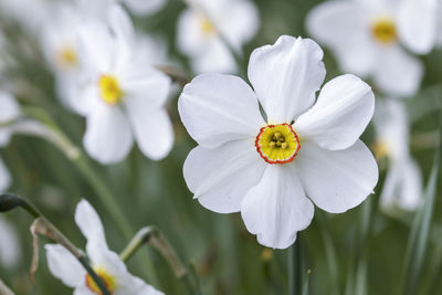 Close-up of white flowering plant