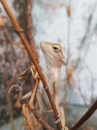 Close-up of lizard on dried plant