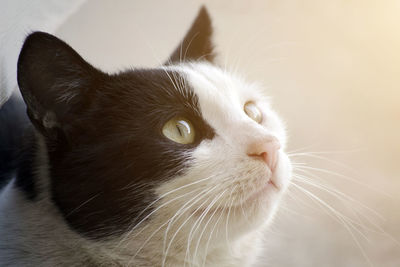 Close-up of cat looking away