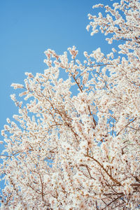 Low angle view of cherry blossom against blue sky