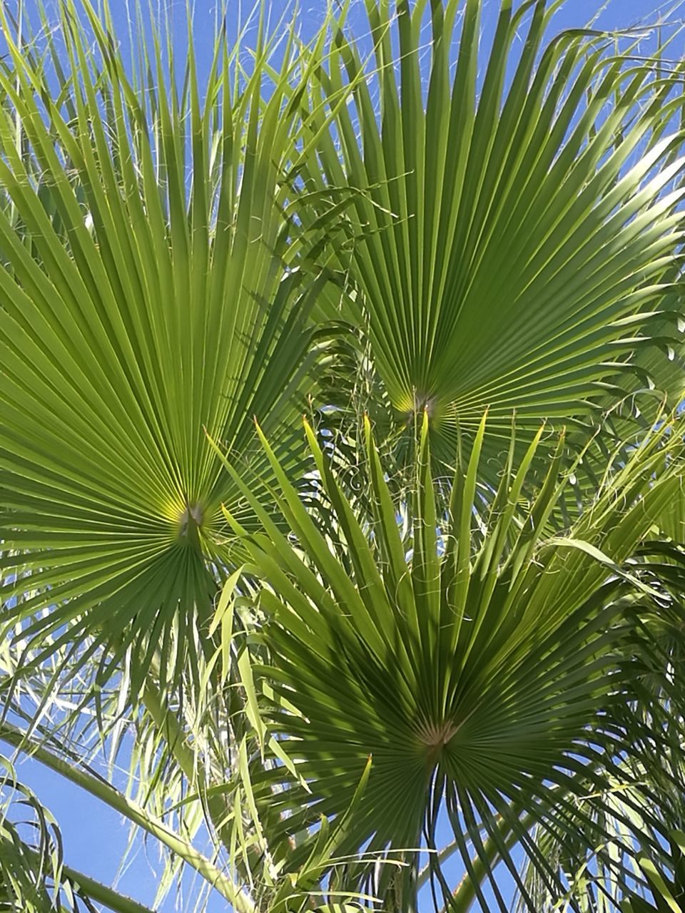 growth, palm tree, green color, nature, close-up, no people, outdoors, backgrounds, tranquility, day, beauty in nature, sky