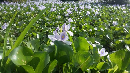 Close-up of flowers blooming outdoors