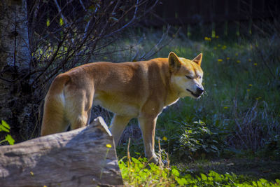 Dog standing in a forest