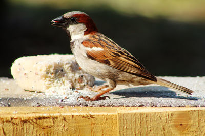 Close-up of bird perching on wood