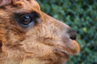 Alpaca portrait 