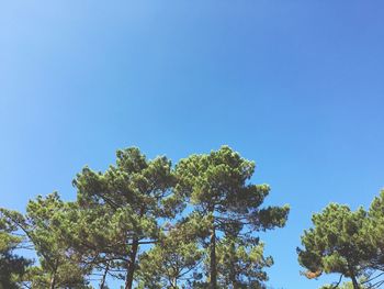 Low angle view of trees against clear blue sky