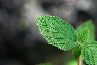 Close-up of green leaves