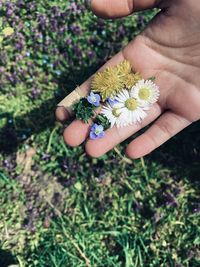 High angle view of hand holding purple flowering plant