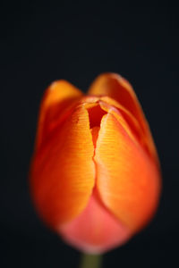 Close-up of orange rose against black background