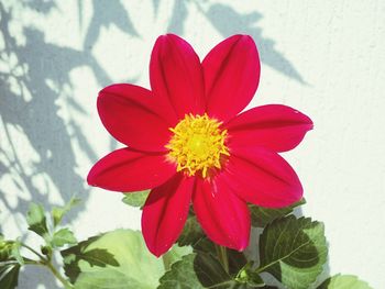 Close-up of red flower