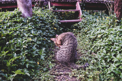 Cat relaxing in backyard