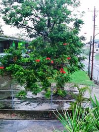 Red flowering plants on footpath by street