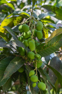 Close-up of berries growing on tree