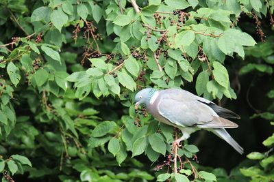 Dove picking berries on a branch invigerslev nature park, vestvolden, copenhagen.