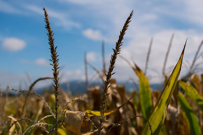 Close-up of stalks in field against sky