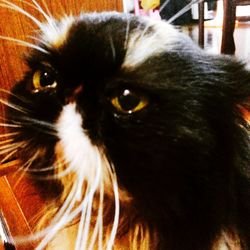 Close-up portrait of cat
