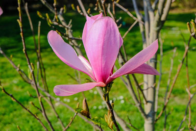 Close-up of pink crocus flower