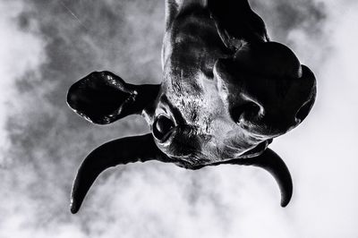 Close-up of turtle against sky