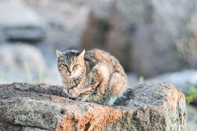 Close-up of cat on rock