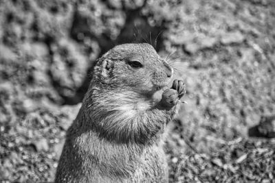 Close-up of prairie dog eating 