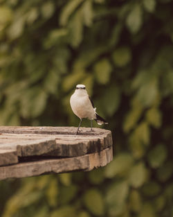 Close-up of bird perching on wood