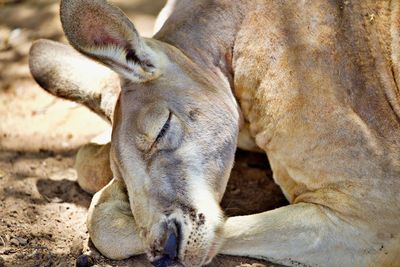 Close-up of a kangaroo 