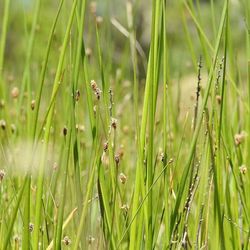 Close-up of grass growing on field