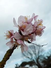 Low angle view of apple blossoms in spring