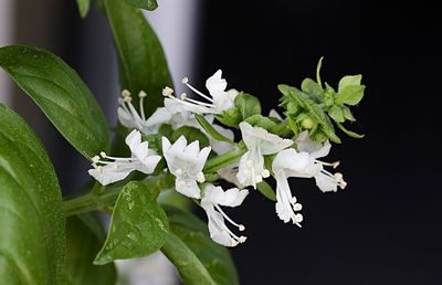 Close-up of white flowering plant