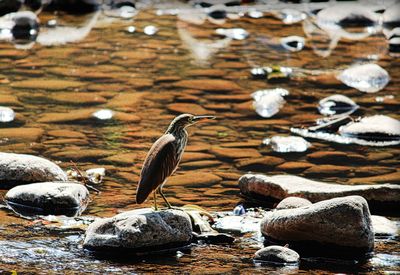 Close-up of birds perching on rock at beach