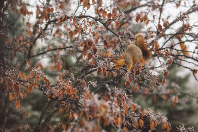 View of squirrel on tree