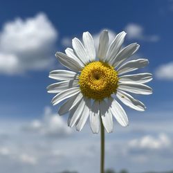 Close-up of white daisy against sky