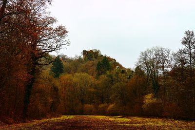 Trees growing in forest against sky during autumn