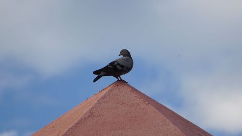 Low angle view of seagull perching on roof against sky