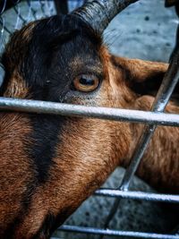 Close-up of a horse