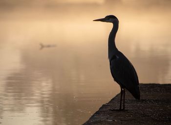 Bird perching on a lake