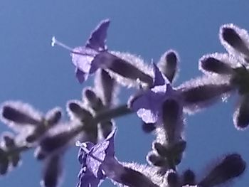 Close-up of frozen plant against blue sky