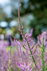 Close-up of pink flowering plant