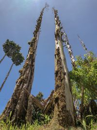 Low angle view of trees against sky